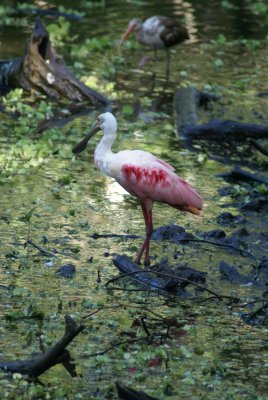 Corkscrew Swamp Sanctuary