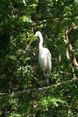 Corkscrew Swamp Sanctuary