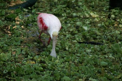 Corkscrew Swamp Sanctuary