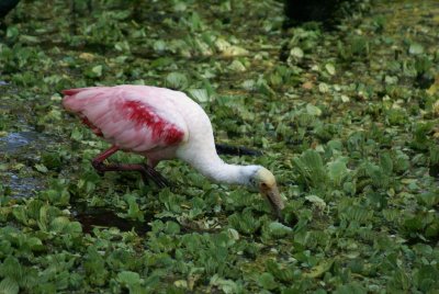 Corkscrew Swamp Sanctuary
