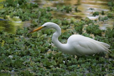 Corkscrew Swamp Sanctuary