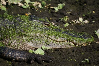 Corkscrew Swamp Sanctuary