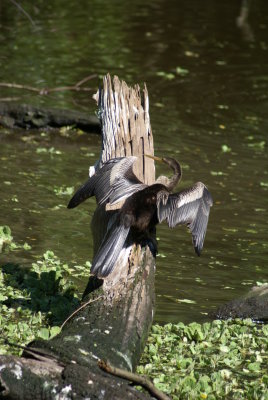 Corkscrew Swamp Sanctuary