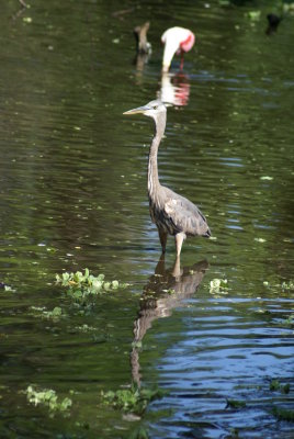 Corkscrew Swamp Sanctuary