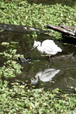 Corkscrew Swamp Sanctuary