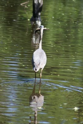 Corkscrew Swamp Sanctuary