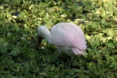 Corkscrew Swamp Sanctuary