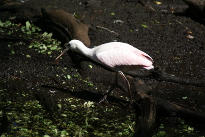 Corkscrew Swamp Sanctuary