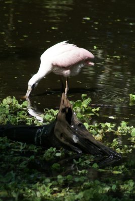 Corkscrew Swamp Sanctuary