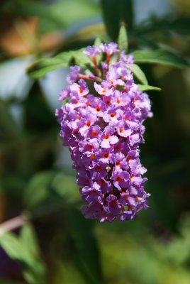 Butterfly Flower