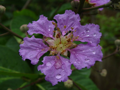 Crape Myrtle