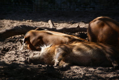 The Naples Zoo