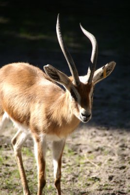 The Naples Zoo