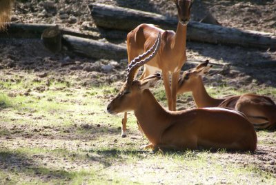 The Naples Zoo