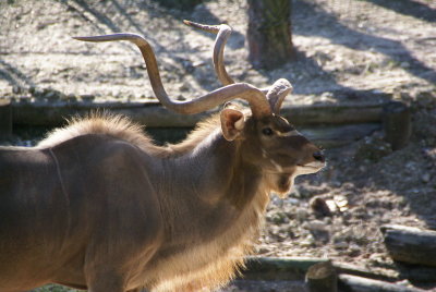 The Naples Zoo