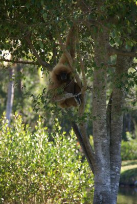 The Naples Zoo