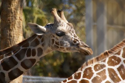 The Naples Zoo