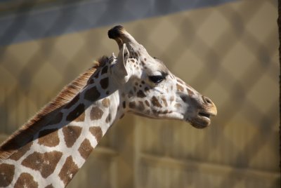 The Naples Zoo