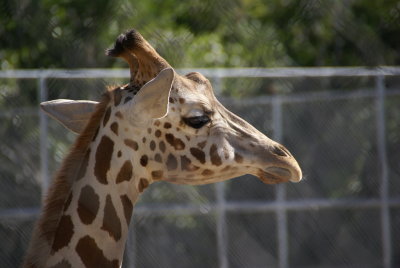 The Naples Zoo