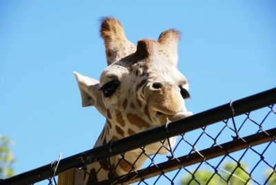 The Naples Zoo