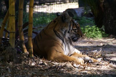 The Naples Zoo