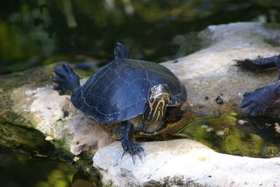 The Naples Zoo