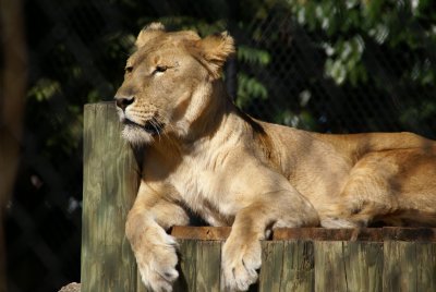 The Naples Zoo