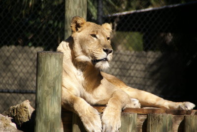 The Naples Zoo