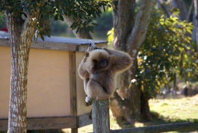 The Naples Zoo