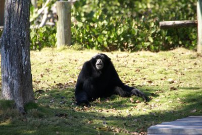 The Naples Zoo