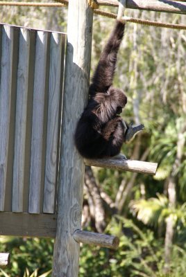 The Naples Zoo