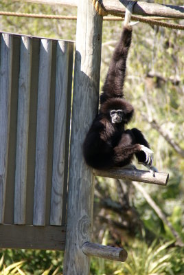 The Naples Zoo