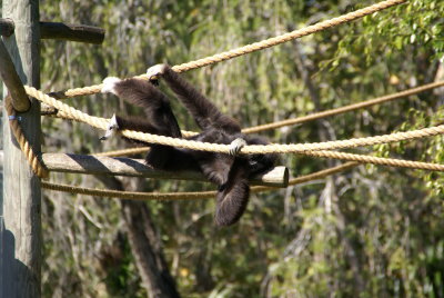 The Naples Zoo