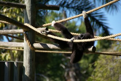 The Naples Zoo