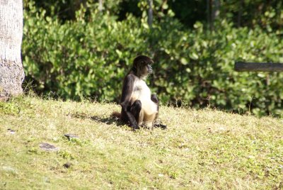 The Naples Zoo