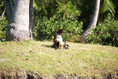 The Naples Zoo