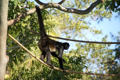 The Naples Zoo