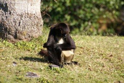 The Naples Zoo