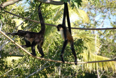 The Naples Zoo