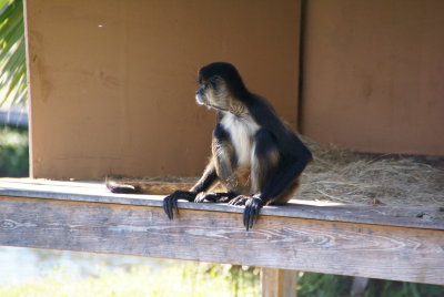 The Naples Zoo