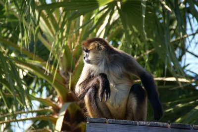 The Naples Zoo