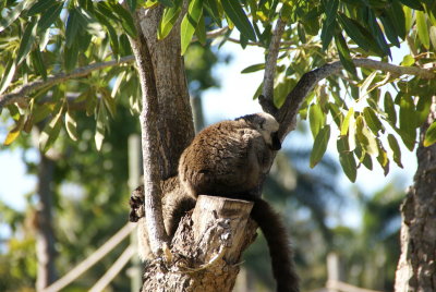 The Naples Zoo