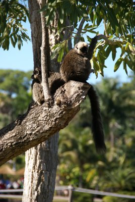 The Naples Zoo