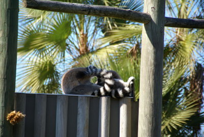 The Naples Zoo