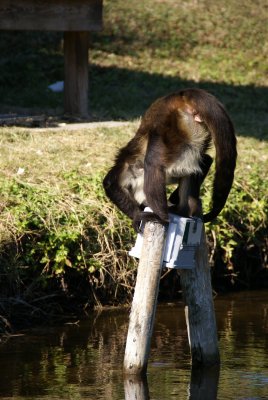 The Naples Zoo