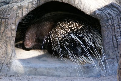 The Naples Zoo