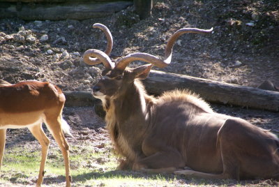 The Naples Zoo