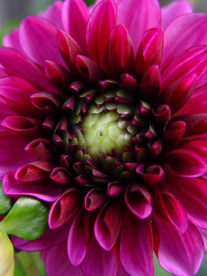 Dahlia