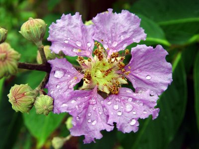 Crape Myrtle