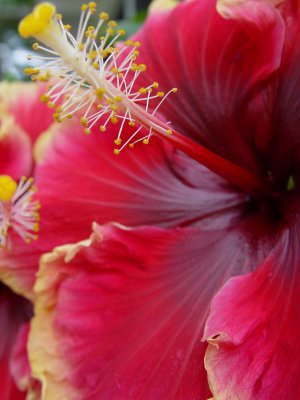 Madeline Hibiscus